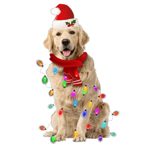 Christmas Golden Retriever Design - DTF Ready To Press