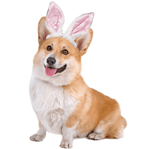 Corgi Easter Design - DTF Ready To Press
