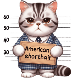 American Shorthair Cat Design - DTF Ready To Press
