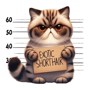 Exotic Shorthair Design - DTF Ready To Press