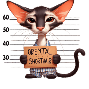 Oriental Shorthair Cat Design - DTF Ready To Press